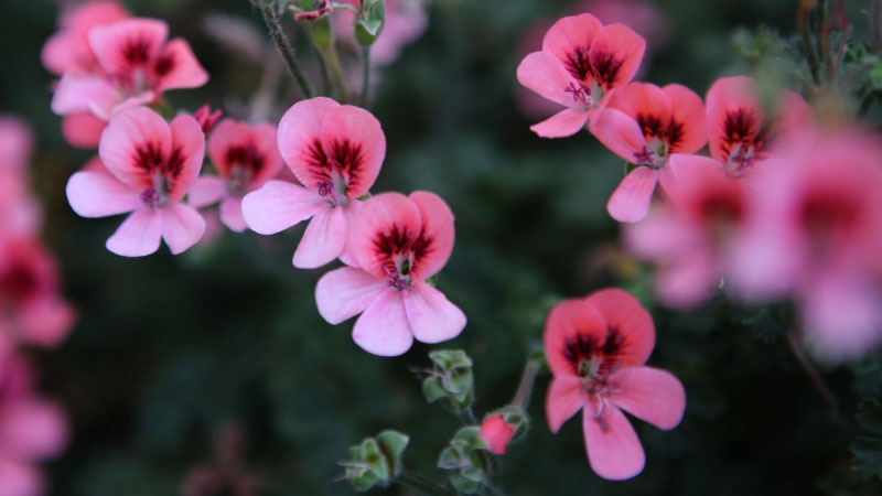 Geraniums